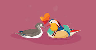 Mandarins were introduced to the west for breeding purposes by aviculturalists and can. Have You Found Your Mandarin Duck Half