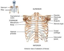 Labelled Diagram Of Scapula Anatomy Of Rib Cage Labelled Rib