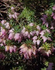 Image result for Erica wildii