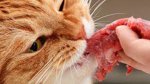 Because rice is typically eaten as a whole grain, rather than as a meal or flour, the costs associated with storing and trading rice are higher than, say, those required for wheat. What Human Foods Can Cats Eat Cat Food Alternatives