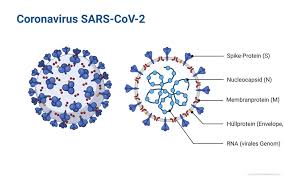 Coronaviruses are a group of related rna viruses that cause diseases in mammals and birds. Coronavirus Gelbe Liste