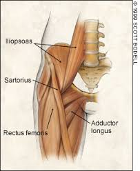 The pubis, ischium, and ilium together constitute the pelvis while the thigh bone is the femur. Anterior Hip Pain American Family Physician