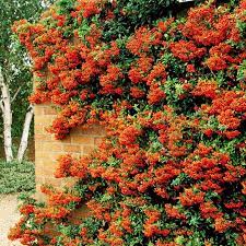 Pyracantha Orange Plant Shrubs Patio Plants