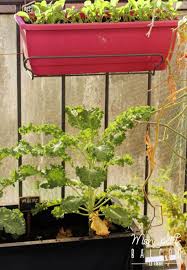 We did not find results for: A Quelle Saison Cultiver Du Chou Kale En Pot Mon Petit Balcon