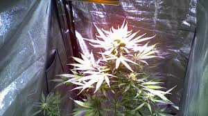 But great yield from a plant that's suppose to yield a half ounce. How To Grow Autoflowering Cannabis Strain Our Guide