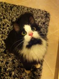 Tuxedo Pofidigi Vecibe Acil Yuva Ariyor Patilen