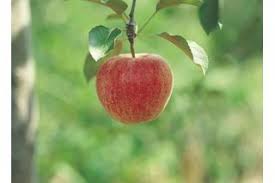 European varieties such as damson and stanley thrive in zone 6, as well as the japanese varieties of santa rosa and premier. What Are The Best Fruit Trees For Zone 9 Ehow Fruit Trees Backyard Fruit Tree Garden Growing Fruit