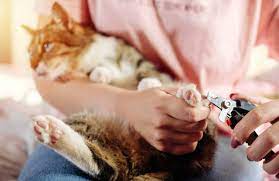 What You Need To Know About Your Cat S Claws Cole Marmalade