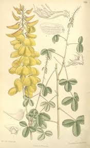 Image result for Crotalaria quarrei