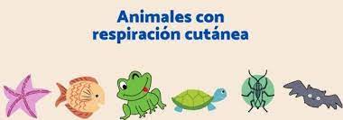 Aprende mas sore estos animales con ejemplos aquí. Estomas Dibujos Animales Que Respiran Por La Piel Para Colorear Lenticela Wikipedia La Enciclopedia Libre Animales Que Respiran Por La Piel Tambien Llamada Respiracion Cutanea Entre Estos Tenemos Los Anfibios