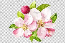 Apple Tree Blossom Png Apple Tree Blossoms Apple Flowers Apple Blossom Tattoos