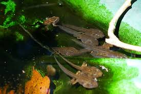 Why are my tadpoles dying? Do Fish Eat Tadpoles Separating Fact From Fiction Help Your Pond