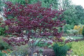 Forest Pansy Redbud Redbud Tree Backyard Trees Landscaping Plants