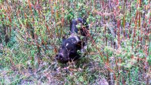 Meet this active and playful breed! Hiking Safely In Florida Wild Hogs Florida Hikes