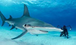 Jan 31, 2019 · the shark is large and stocky, with a broad, flat snout and an unpredictable, aggressive nature. National Marine Sanctuary Foundation