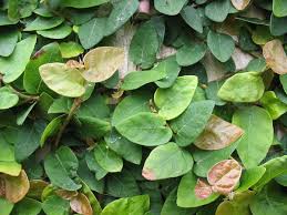 Maybe you would like to learn more about one of these? Ficus Pumila Wikipedia