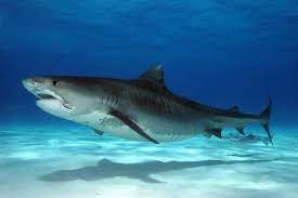 Pin By Emmalee On Sharks Shark Shark Fishing Tiger Shark