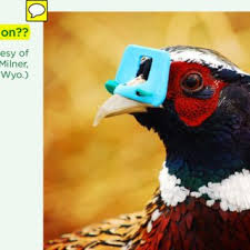 In northern illinois (usa), deb perry is raising pheasants on a small scale, an uncommon practice but one that is proving profitable. Pdf Pheasants Pheasants Raising Wildlife And Range Extension Rangeland Range Research Scientist Management Specialist Graduate Assistant