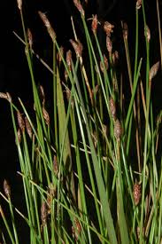 Image result for Eleocharis acutangula