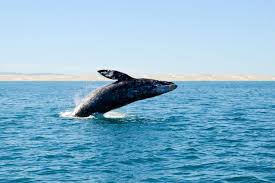 Ikan paus sperma, physeter macrocephalus, ordo cetacea dan merupakan salah satu jenis paus bergigi. Jangan Sampai Salah Lagi Paus Bukan Ikan Tetapi Mamalia Halaman All Kompas Com