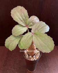 Image result for Cyphostemma barbosae