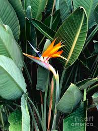 The flowers are a staple for florists in creating exotic and tropical. Bird Of Paradise Flower Photograph By Neal Alicakos