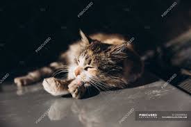 Check spelling or type a new query. Beautiful Cat Sleeping On Car With Sunlight In Morocco Africa Voyage Transport Stock Photo 245593084