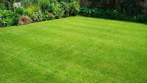 Augustine lawns then place new sod or plugs. How To Restore A Lawn Full Of Weeds This Old House