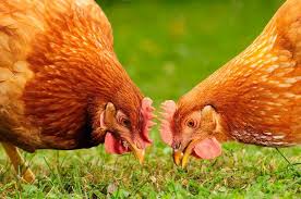 Check out the chook palace in the patch from scratch garden and see alex and costa as they release the chooks! Why Not To Buy Backyard Chickens Facts For Suburban Families Families Magazine