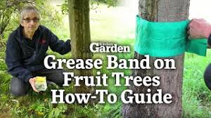 Check spelling or type a new query. Grease Band On Fruit Trees How To Guide Kitchen Garden Magazine Youtube