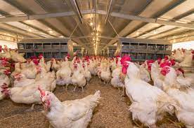 Poultry is the dominant protein consumed in the country. Our Business Leong Hup International Berhad