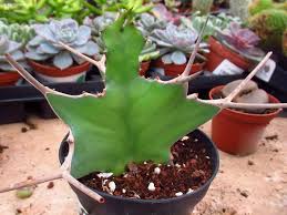 Image result for Euphorbia bougheyi