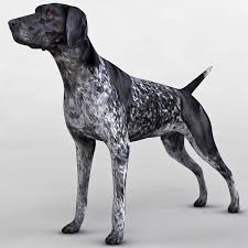 This dog enjoys sporting activities and has a very handsome and dignified appearance. Grey German Shorthaired Pointer Online Shopping