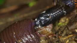 Image result for Atractus discovery