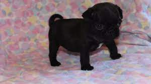 Scammers Using Pug Puppies To Get Money From Hoosiers Fox 59