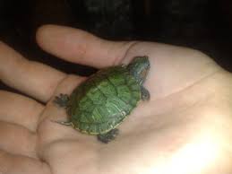 Cum Trebuie IngrijitÄƒ O BroascÄƒ Å£estoasÄƒ Iubim Animalele