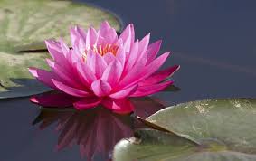 We did not find results for: Padma The Lotus Flower The Zen Universe The Zen Universe