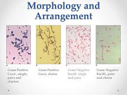 Clinical Microbiology Microbiology Microbiology Lab Microbiology Study