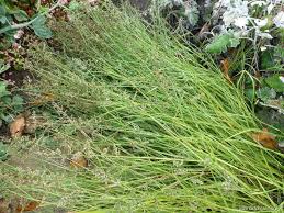 Image result for Eragrostis gummiflua
