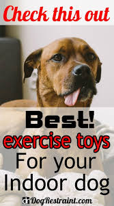 Indoor Dog Exercise Toys Dog Restraint Dog Exercise Indoor Dog Dog Restraint