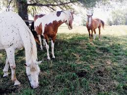 Our online horse trivia quizzes can be adapted to suit your requirements for taking some of the top horse quizzes. Answers To 20 Common Questions About Horses