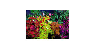 Image result for Coleus zombensis