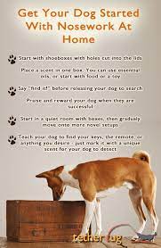 K9 Nosework Classes Are Great For All Dogs Even Those Who Are Shy Or Reactive Because Only One Dog Searches Dog Training Obedience Dog Training Dog Care Tips