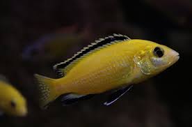 African Cichlids