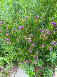 Image result for Vernonia smithiana