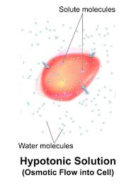 Hypotonic solutions have more water than a cell. Cytolysis Wikipedia