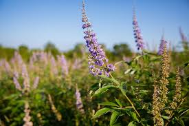 Image result for Vitex