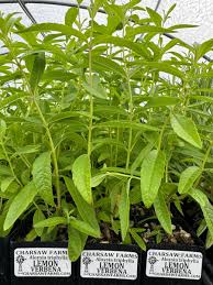 Image result for Aloysia citrodora