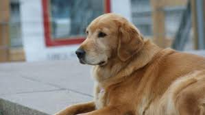 Résultat de recherche d'images pour "chien"