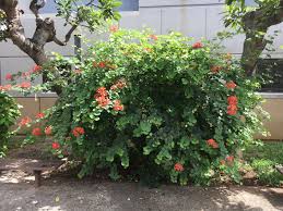 Image result for Bauhinia galpinii